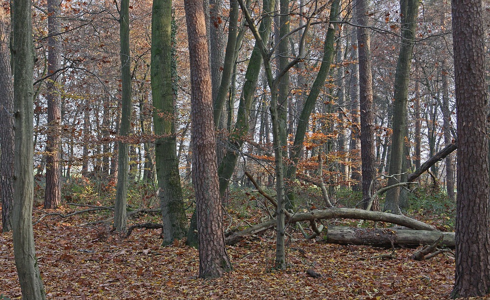 Bannwald im Herbst