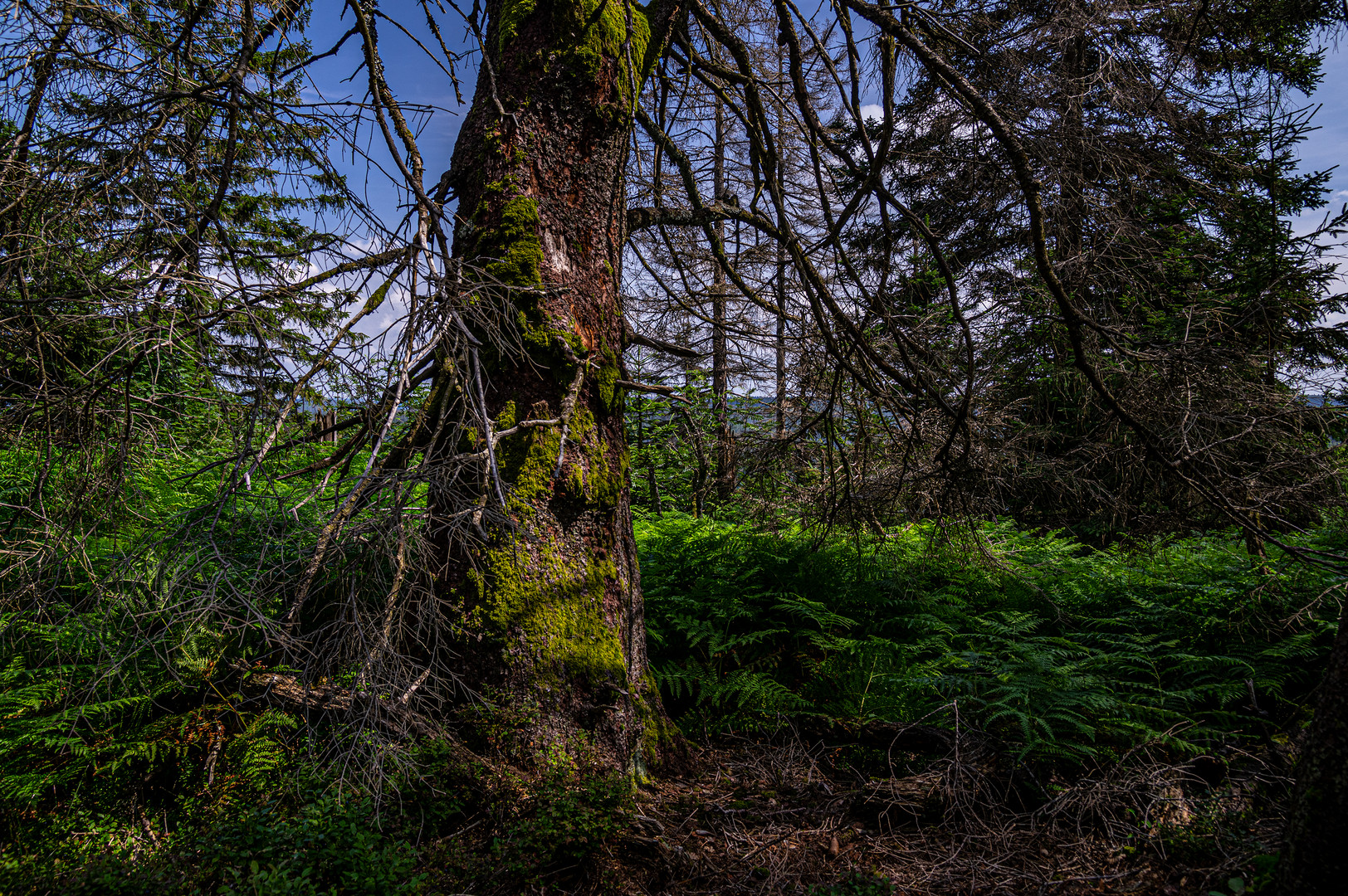 Bannwald im Nationalpark Nordschwarzwald