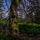 Bannwald im Nationalpark Nordschwarzwald