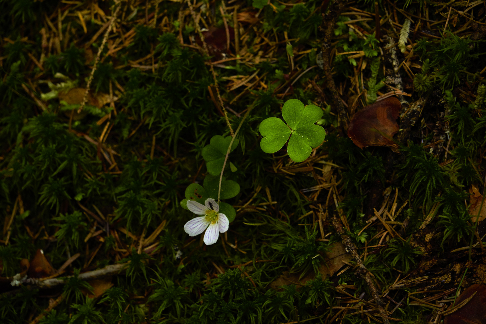 Bannwald Nationalpark Nordschwarzwald