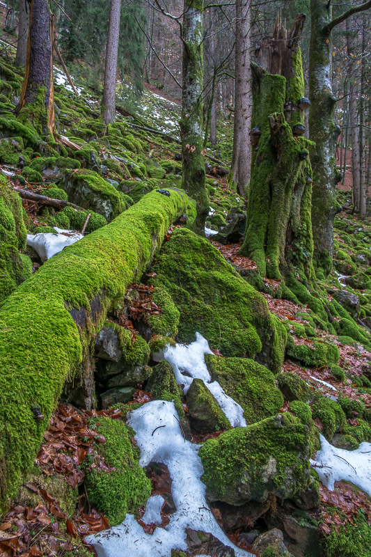 Bannwald zwischen Hirsch- und Zweribach im Schwarzwald