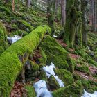 Bannwald zwischen Hirsch- und Zweribach im Schwarzwald