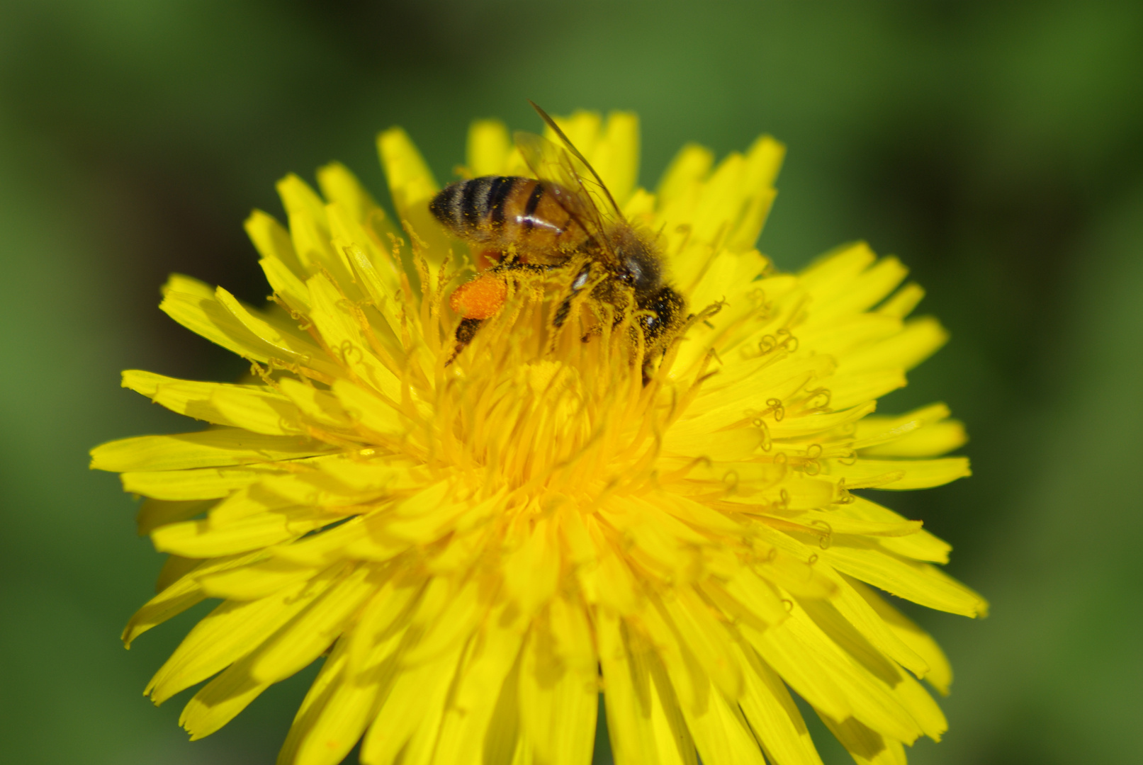 BANQUET DE PRINTEMPS