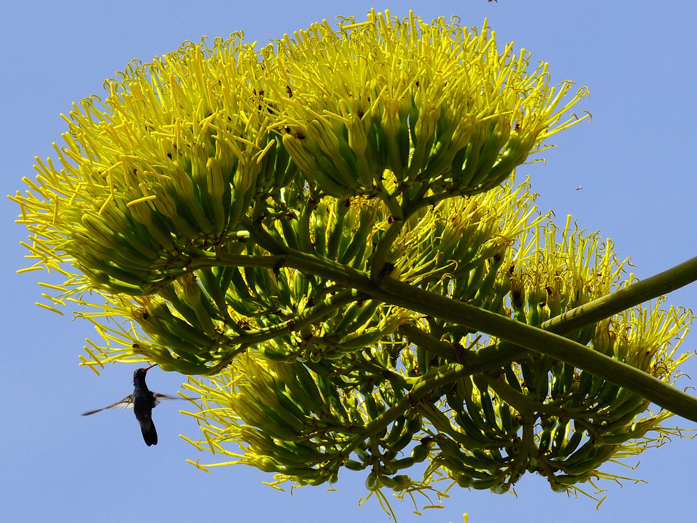 Banquete de la naturaleza