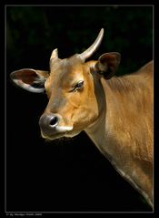 Banteng