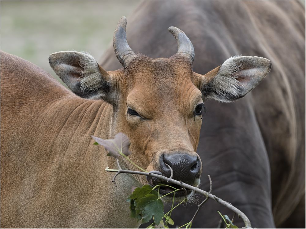 Banteng