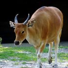 Banteng