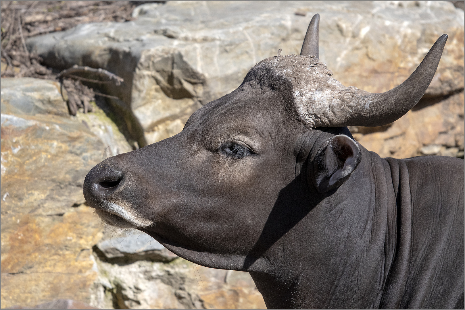 Banteng