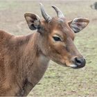 Banteng.....