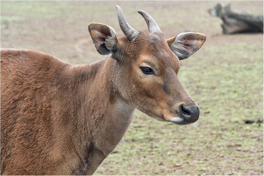 Banteng&hellip;.. Foto & Bild | natur, portrait, porträt Bilder auf