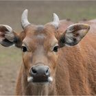 Banteng