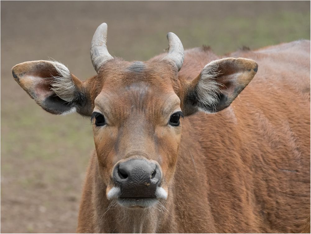 Banteng Foto & Bild | nature, natur, portrait Bilder auf fotocommunity