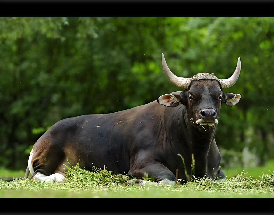 Banteng-Bulle (wiederkäuend)