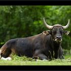 Banteng-Bulle (wiederkäuend)