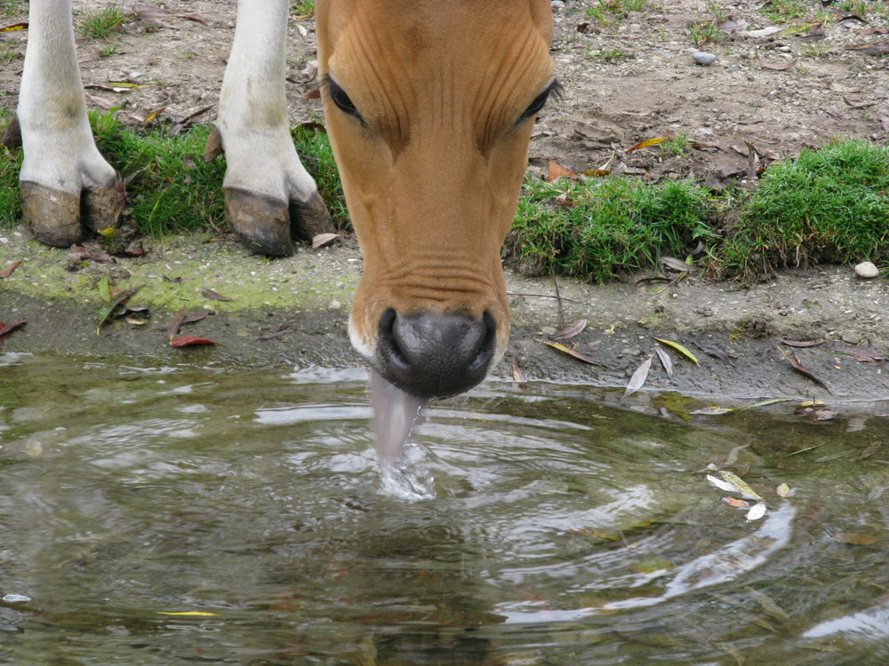 Banteng (Close Up)