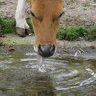 Banteng (Close Up)