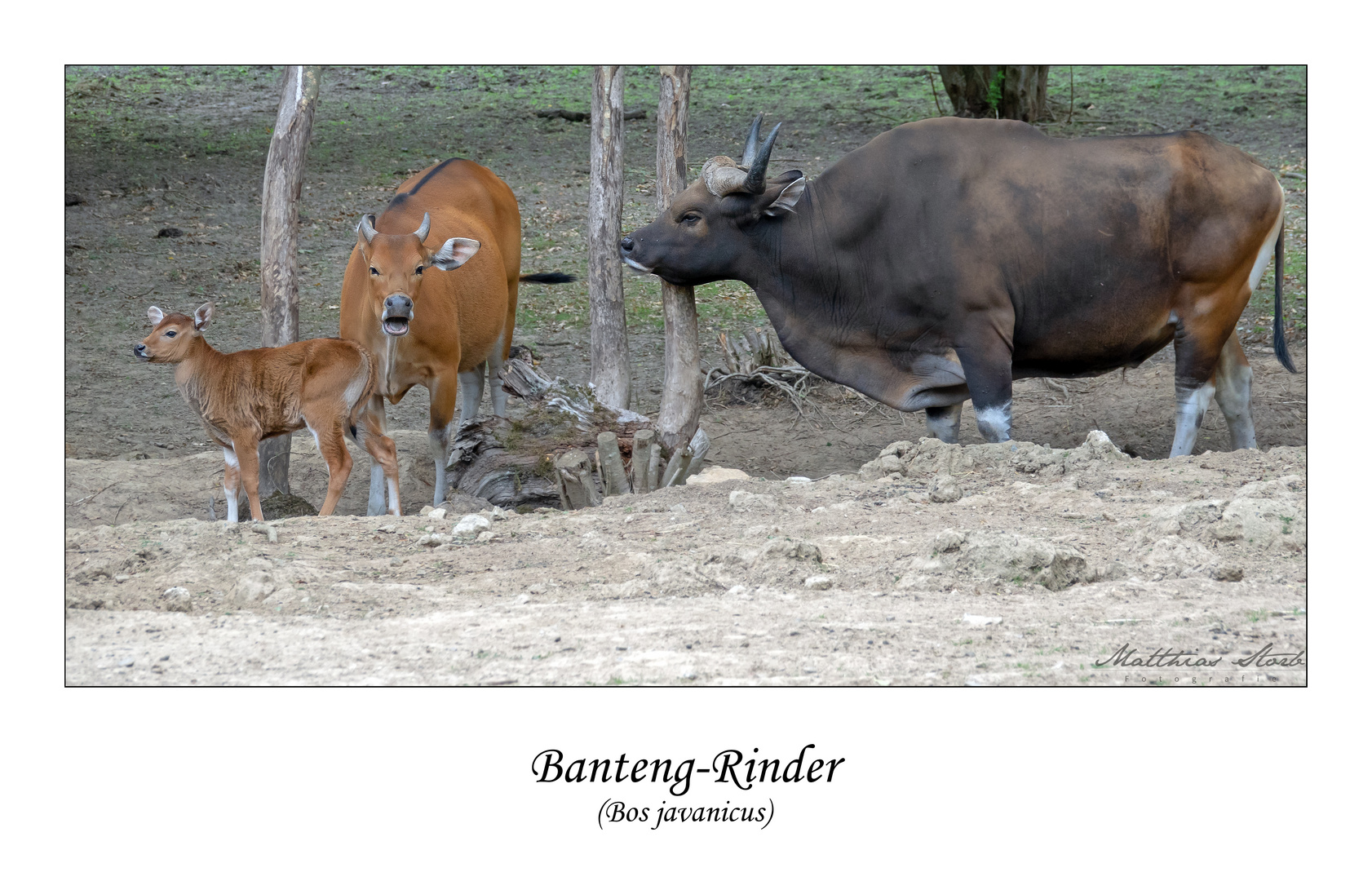 Banteng