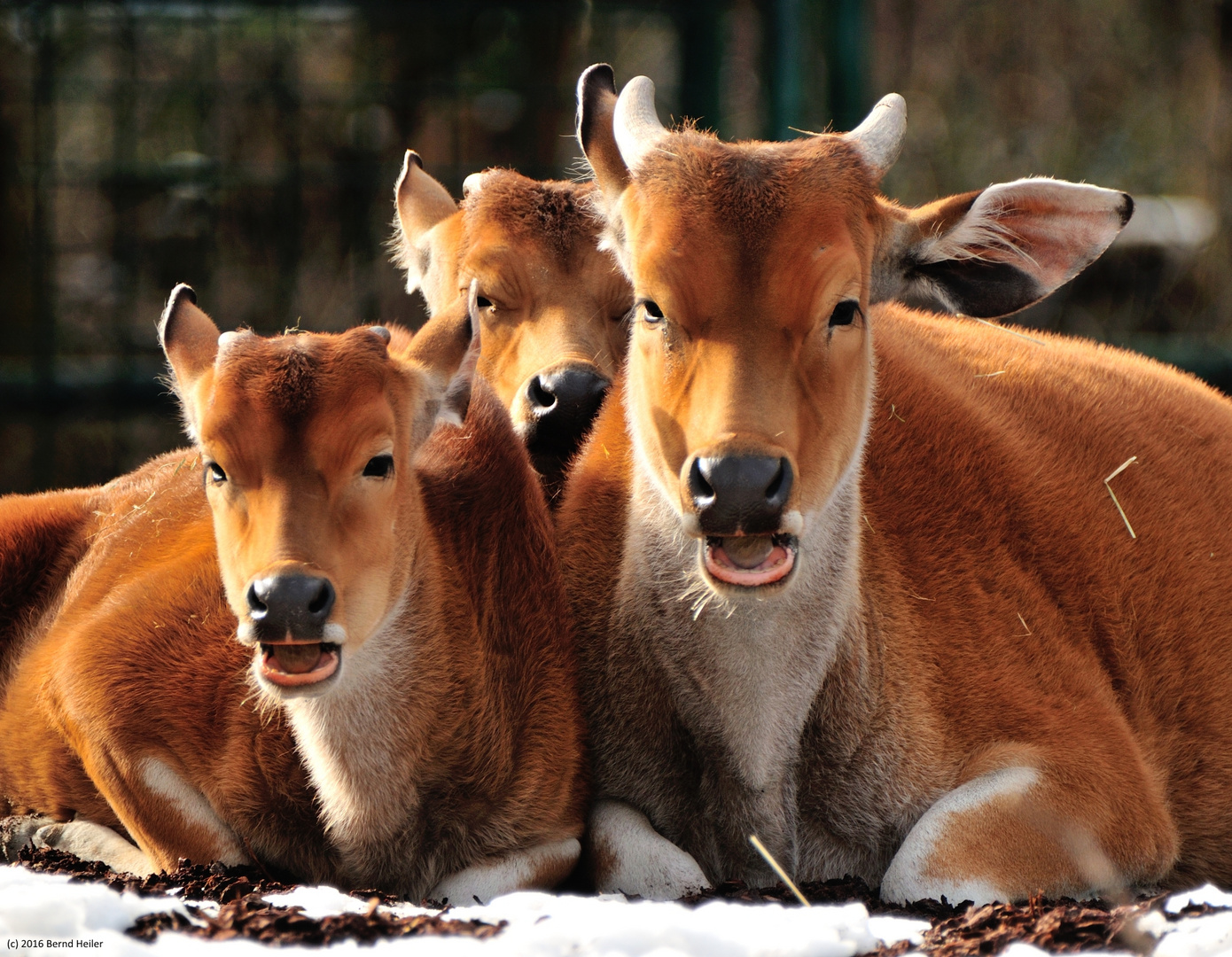 Banteng im Tierpark Hellabrunn