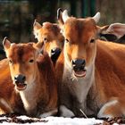 Banteng im Tierpark Hellabrunn