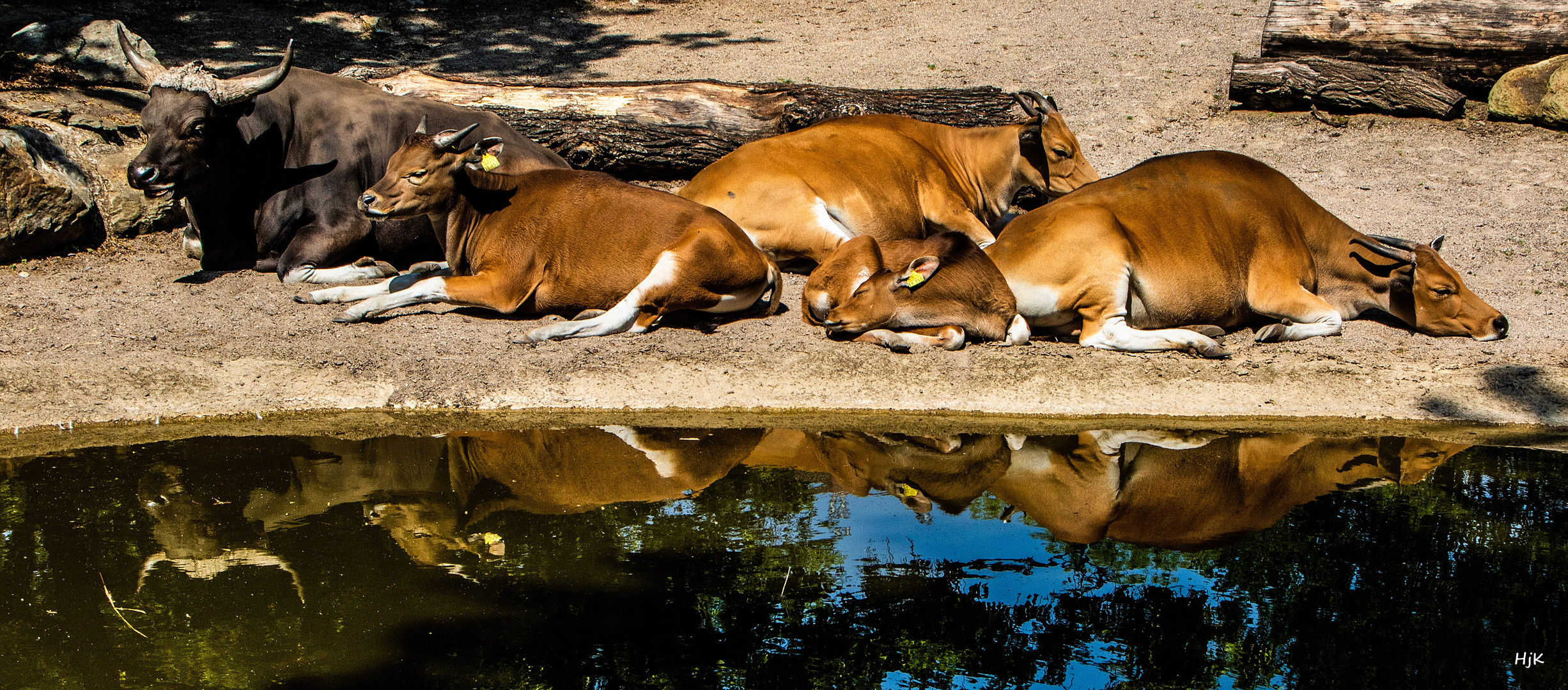 Banteng-Rinder am Teich .. 