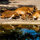 Banteng-Rinder am Teich .. 