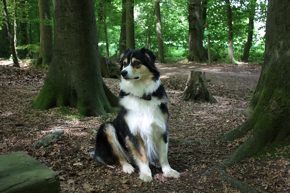 Banu Australian Shepherd Black Tri