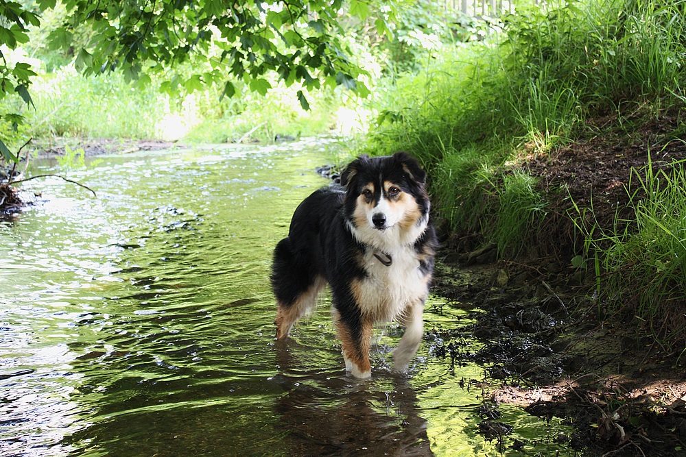 Banu Australian Shepherd Black Tri im Wasser