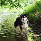 Banu Australian Shepherd Black Tri im Wasser