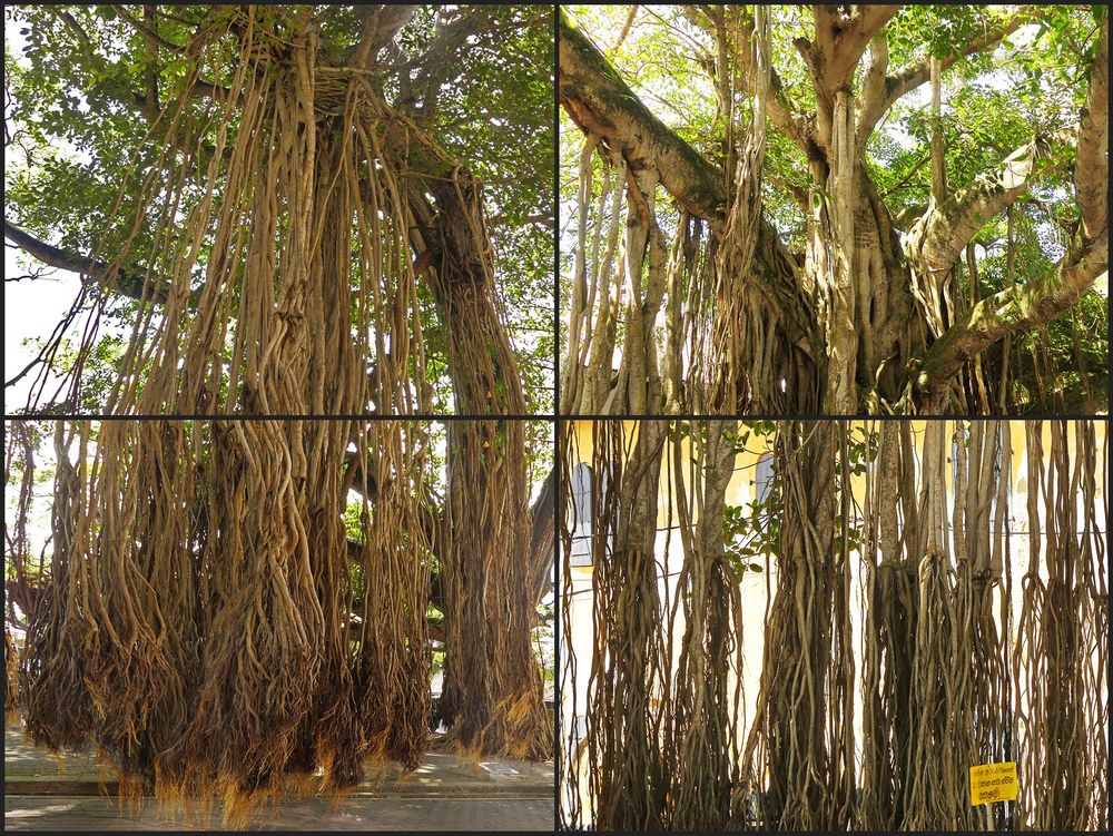 Banyan