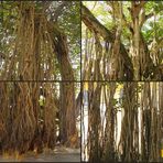 Banyan