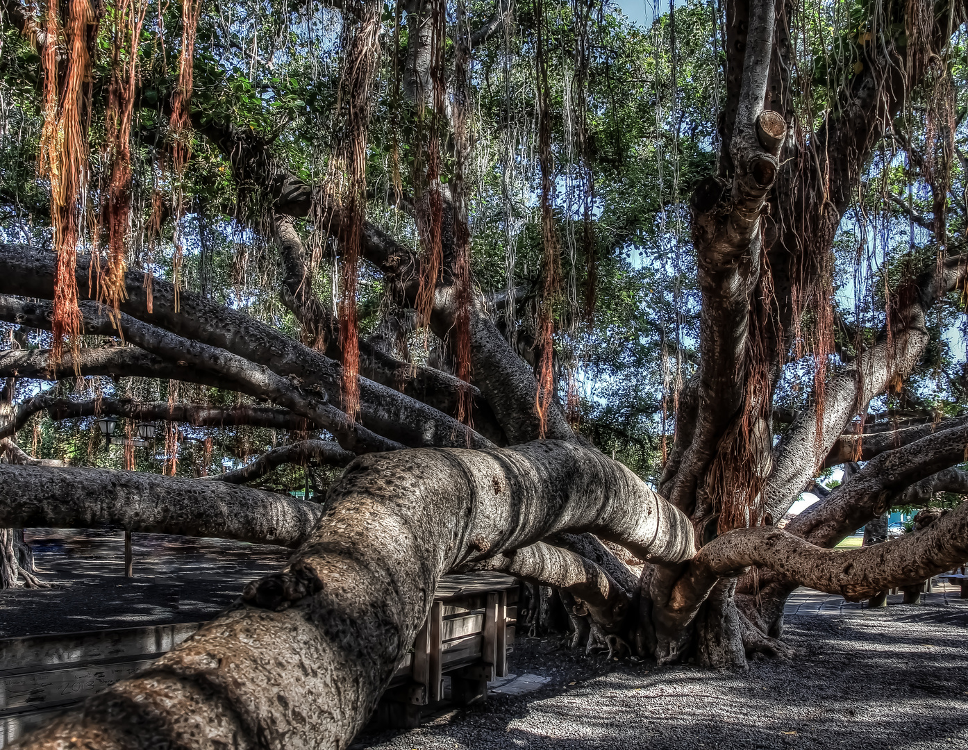 Banyan Baum