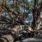 Banyan Baum