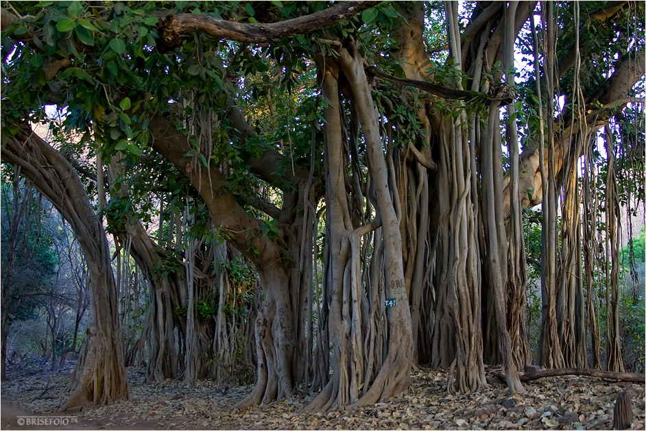 Banyan-Baum