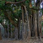 Banyan-Baum