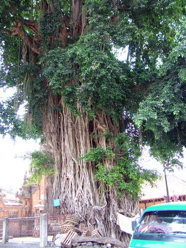 Banyan-Baum