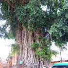 Banyan-Baum