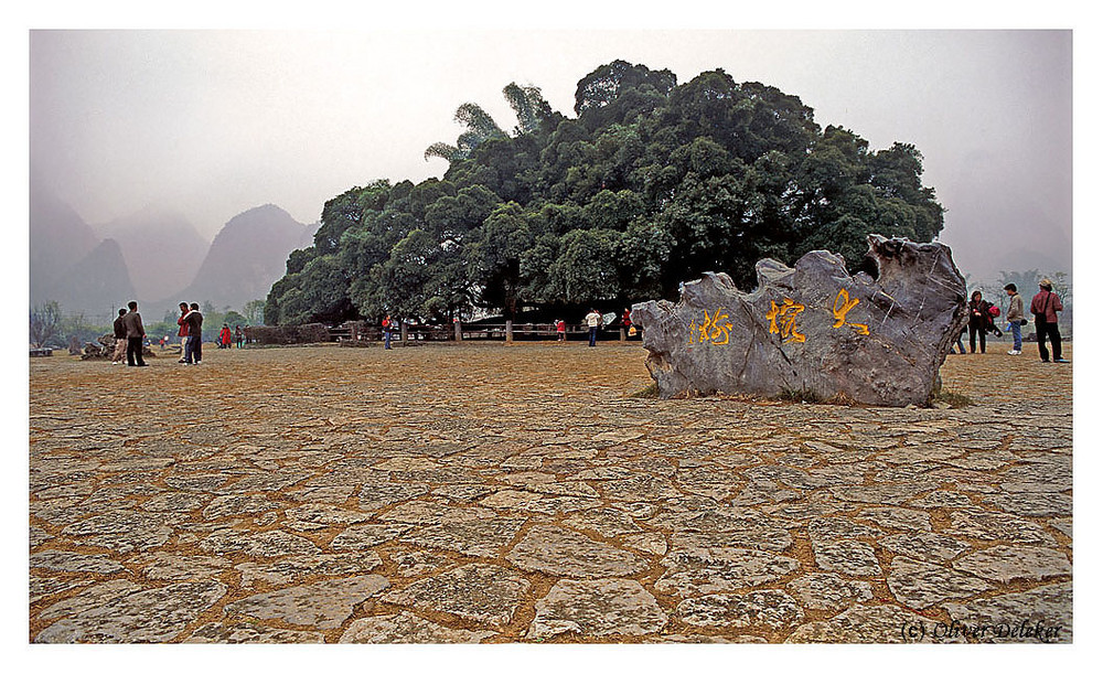 Banyan Tree