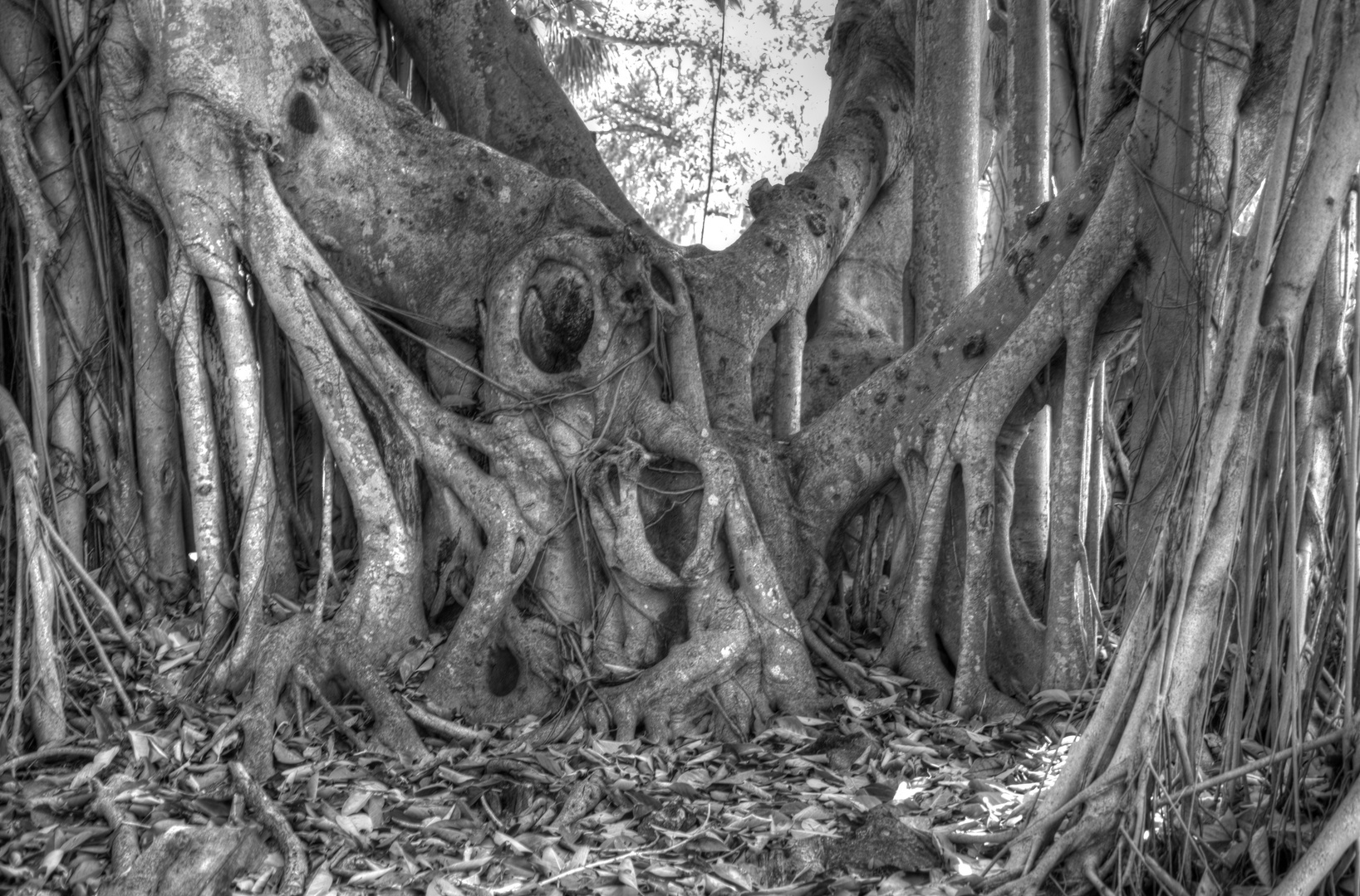 Banyan Tree