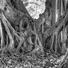 Banyan Tree