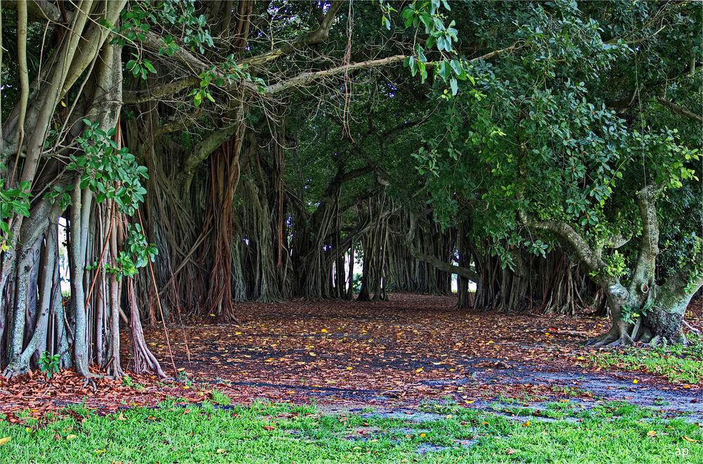 Banyan Tree