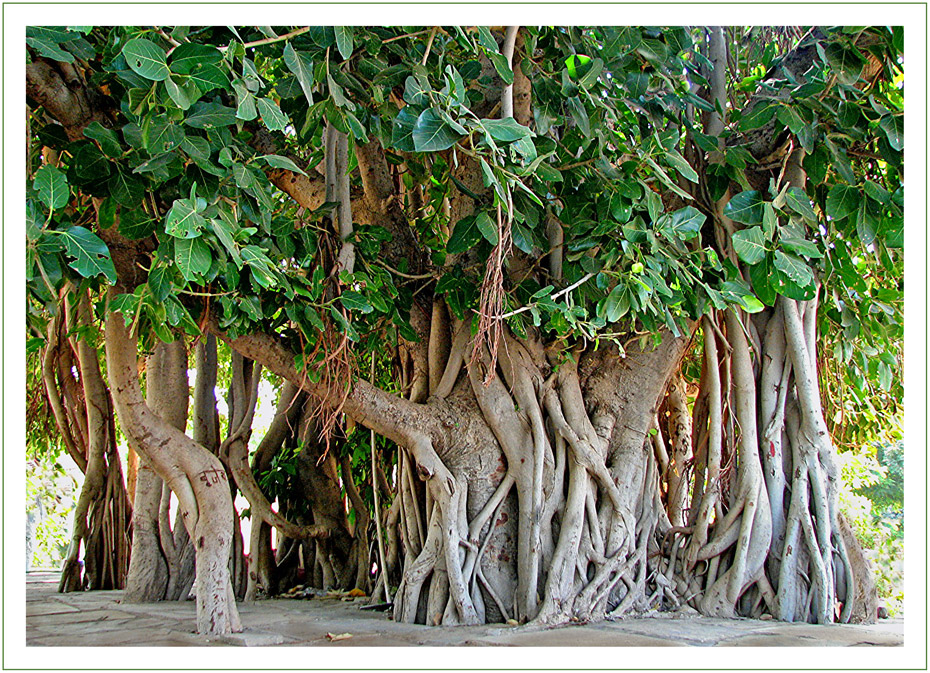 Banyan Tree