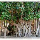 Banyan Tree