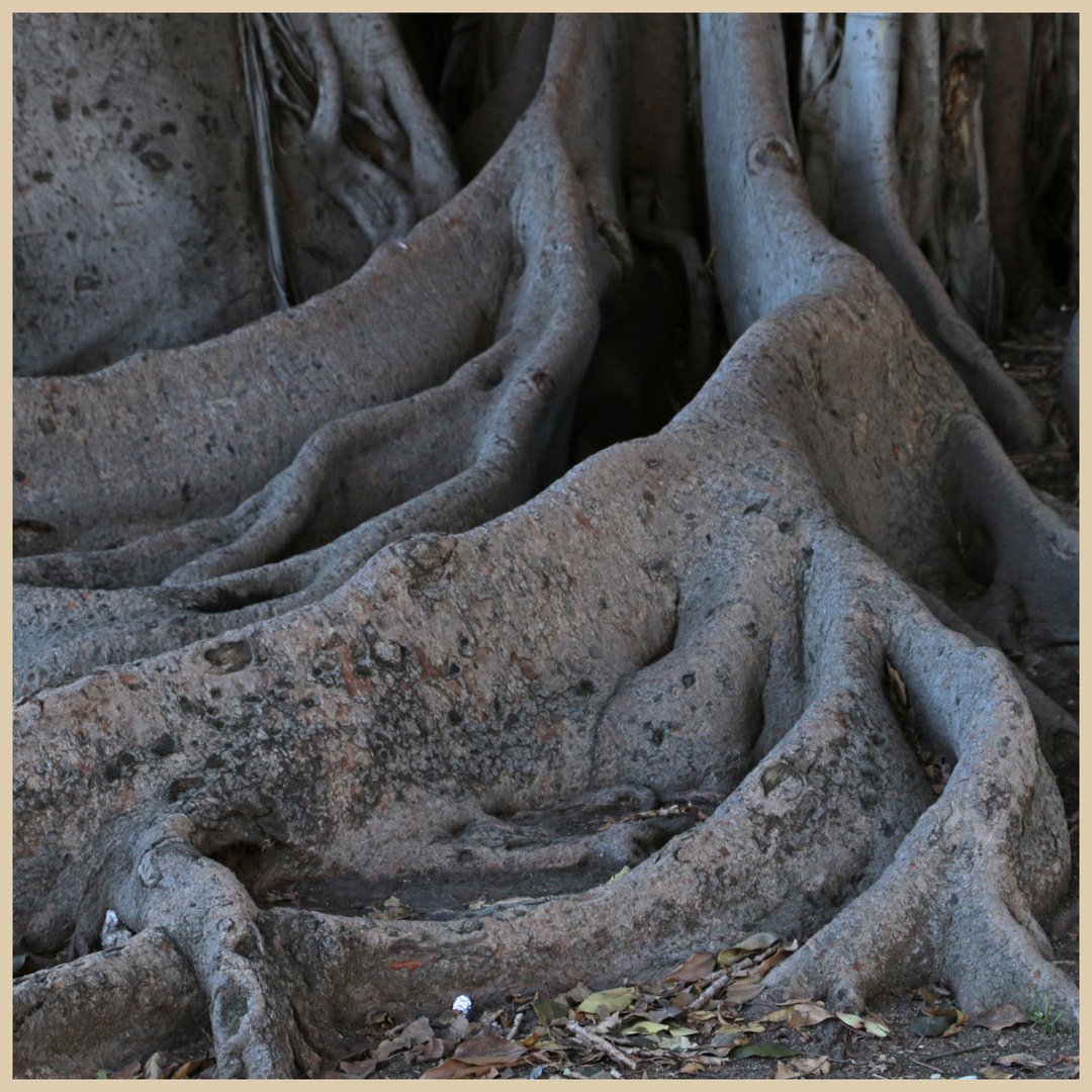 banyan tree 7 giardino garibaldi