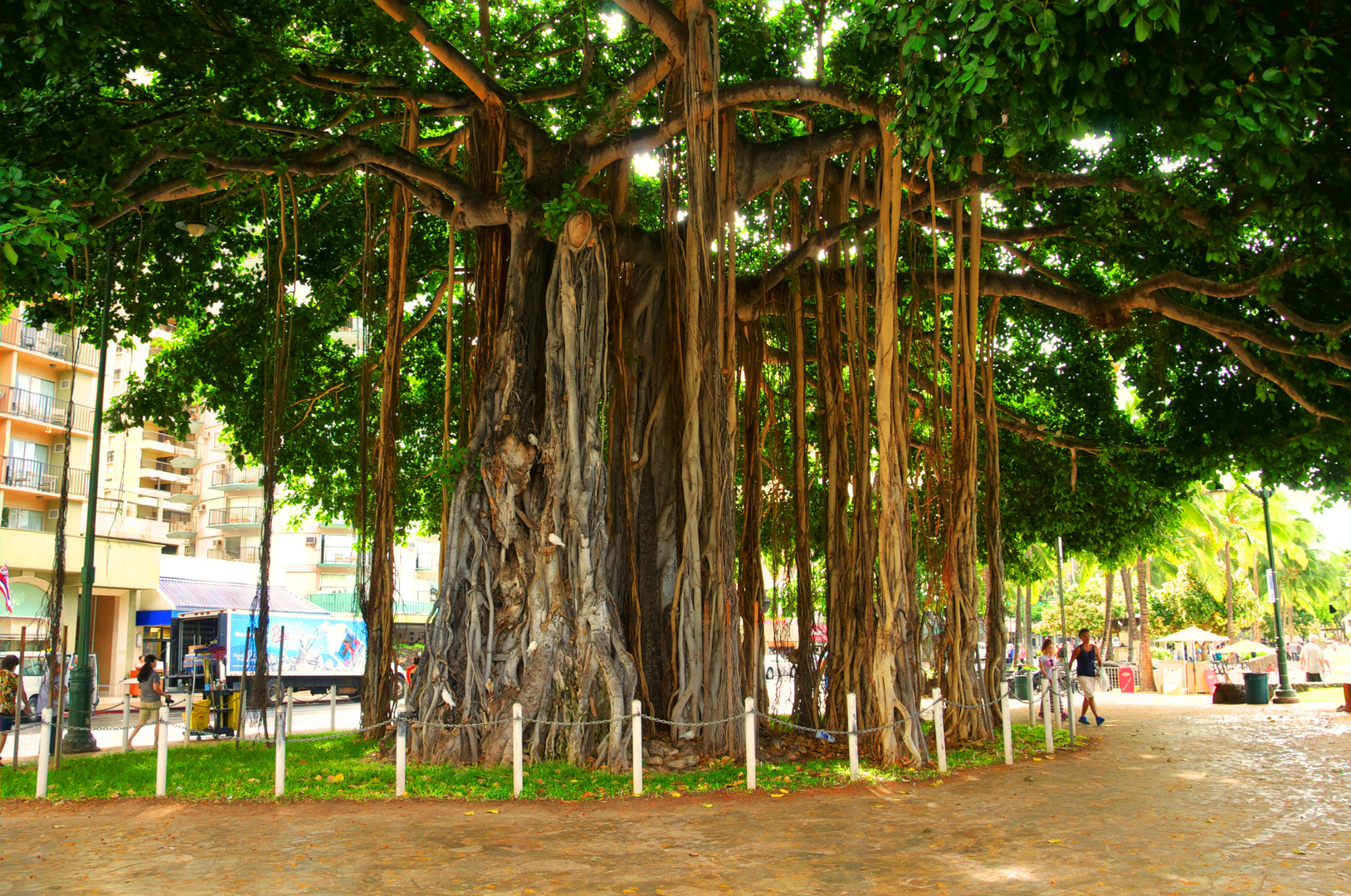 Banyan Tree