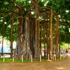 Banyan Tree