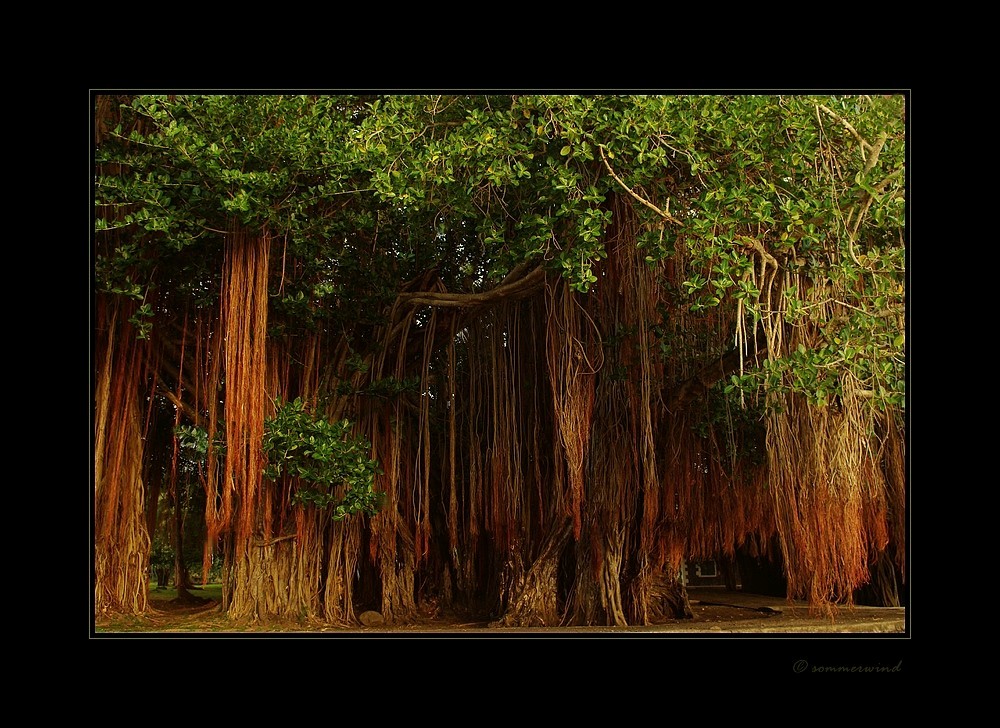 Banyan-tree