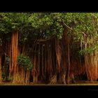 Banyan-tree