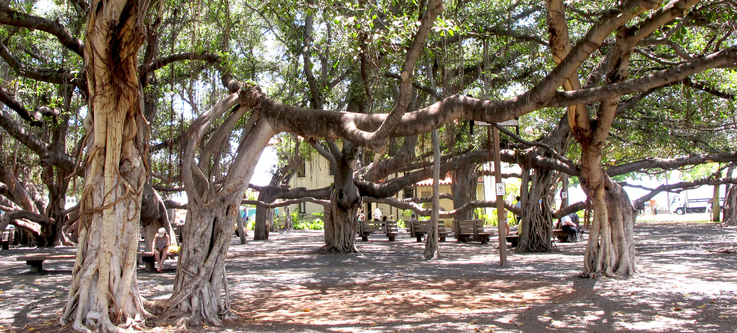 Banyan Tree auf Lahaina / Maui. Foto & Bild north america, united