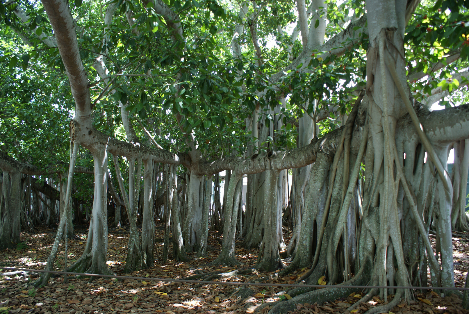 Banyan Tree