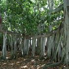 Banyan Tree